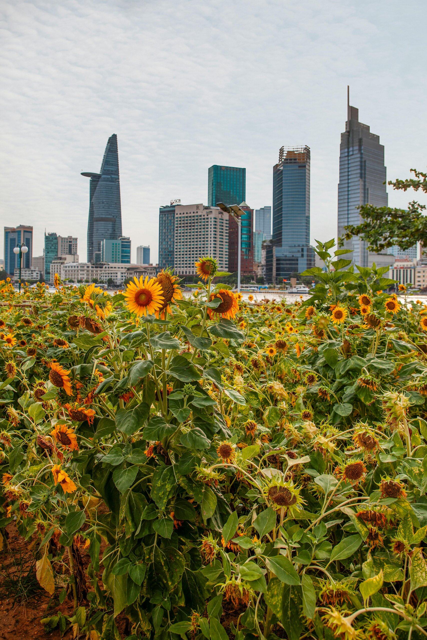 Bridging Change in Vietnam